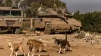 anjing liar-tank israel