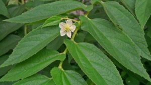 CREATOR: gd-jpeg v1.0 (using IJG JPEG v62), default quality