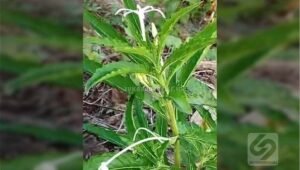 bunga tanaman kitolod Tanaman Kitolod/Istimewa/SN