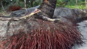 manfaat akar pohon kelapa